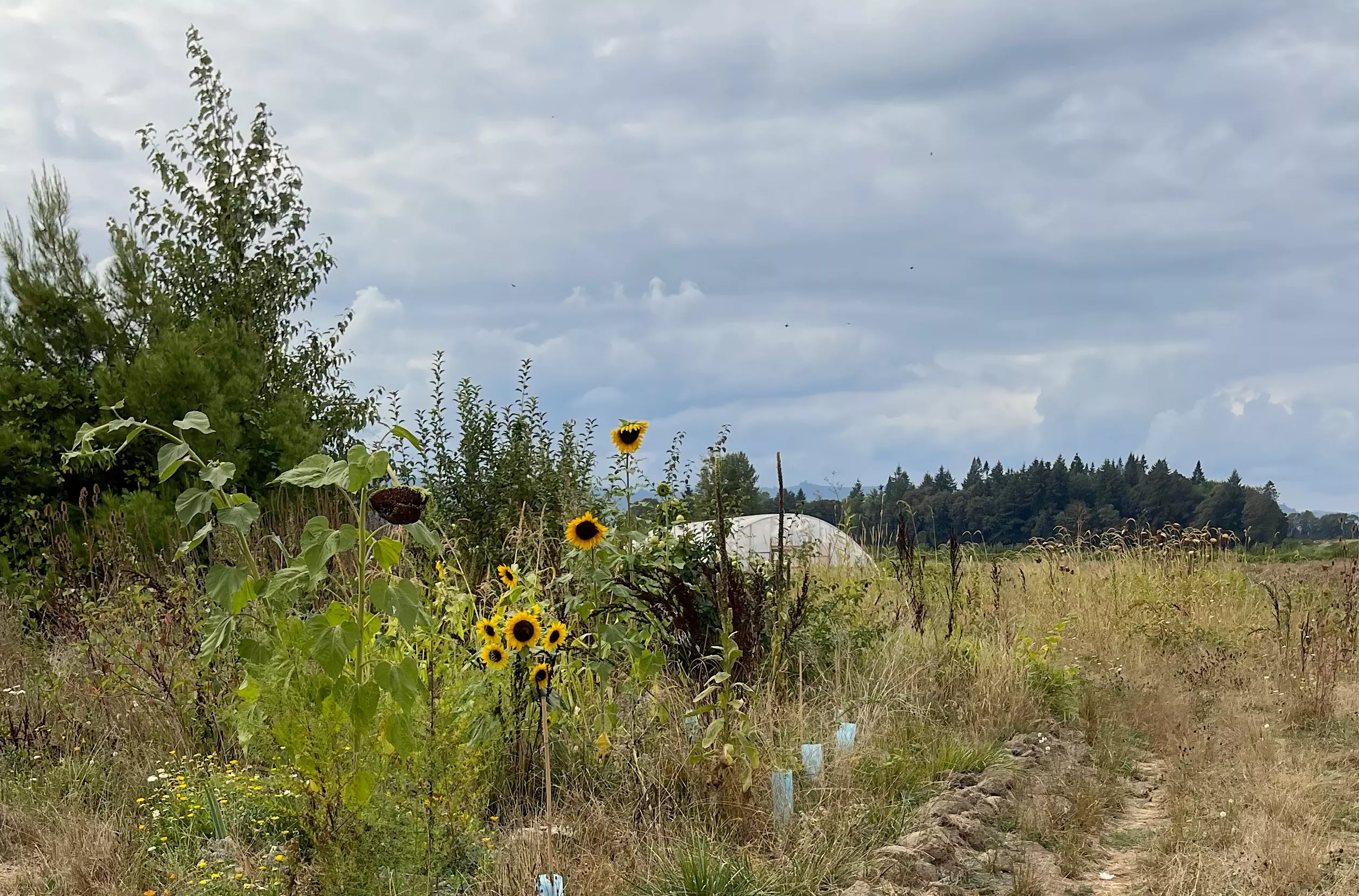 Image of Wapato Island Regenerative Farm